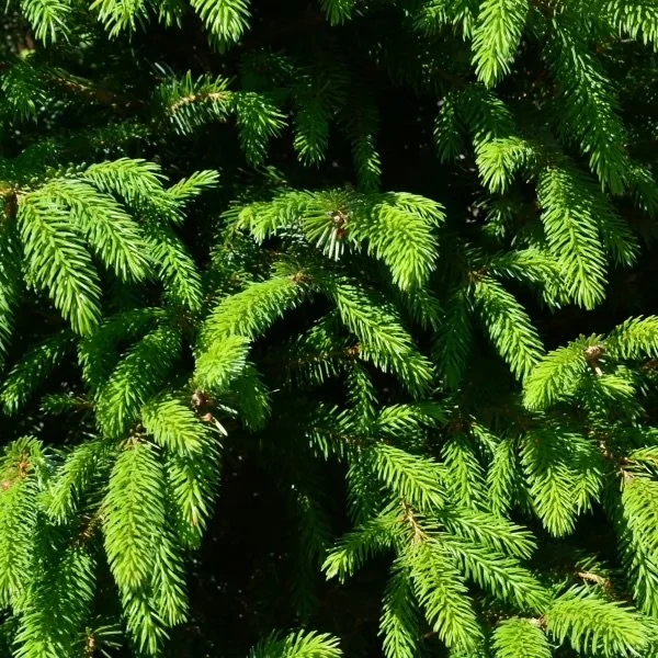 Serbian Spruce 2.jpg