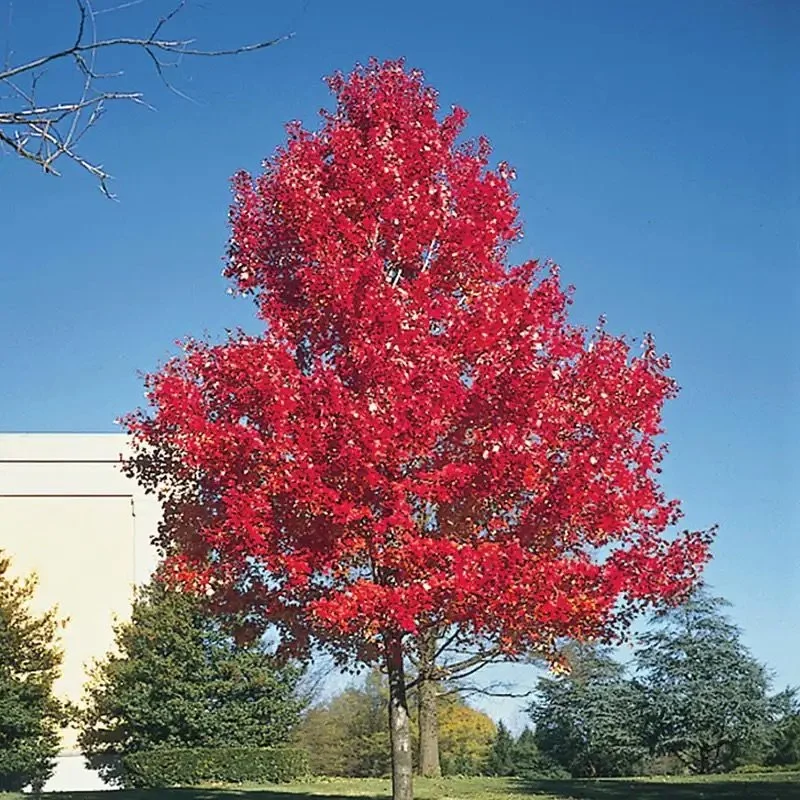 Scarlet_Maple.jpeg
