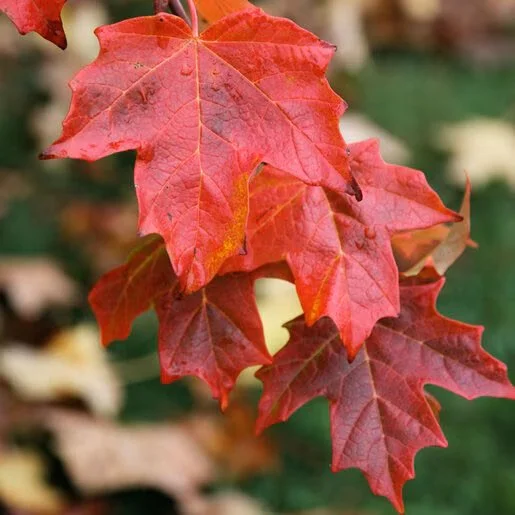 Sugar Maple_2.jpg