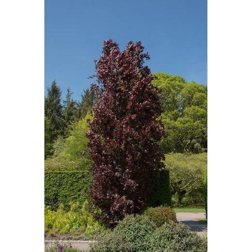 Dawyck Purple Beech 3.jpeg