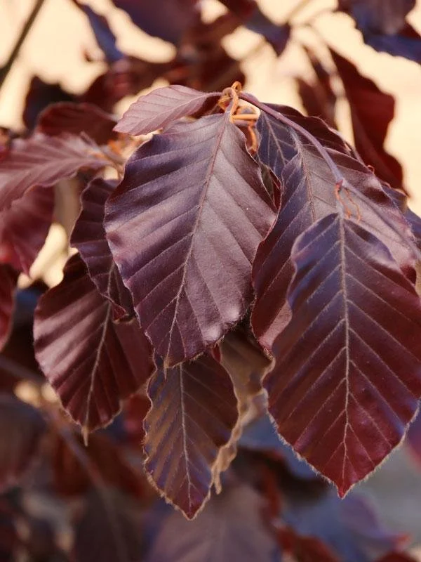 Dawyck Purple Beech 4.jpeg