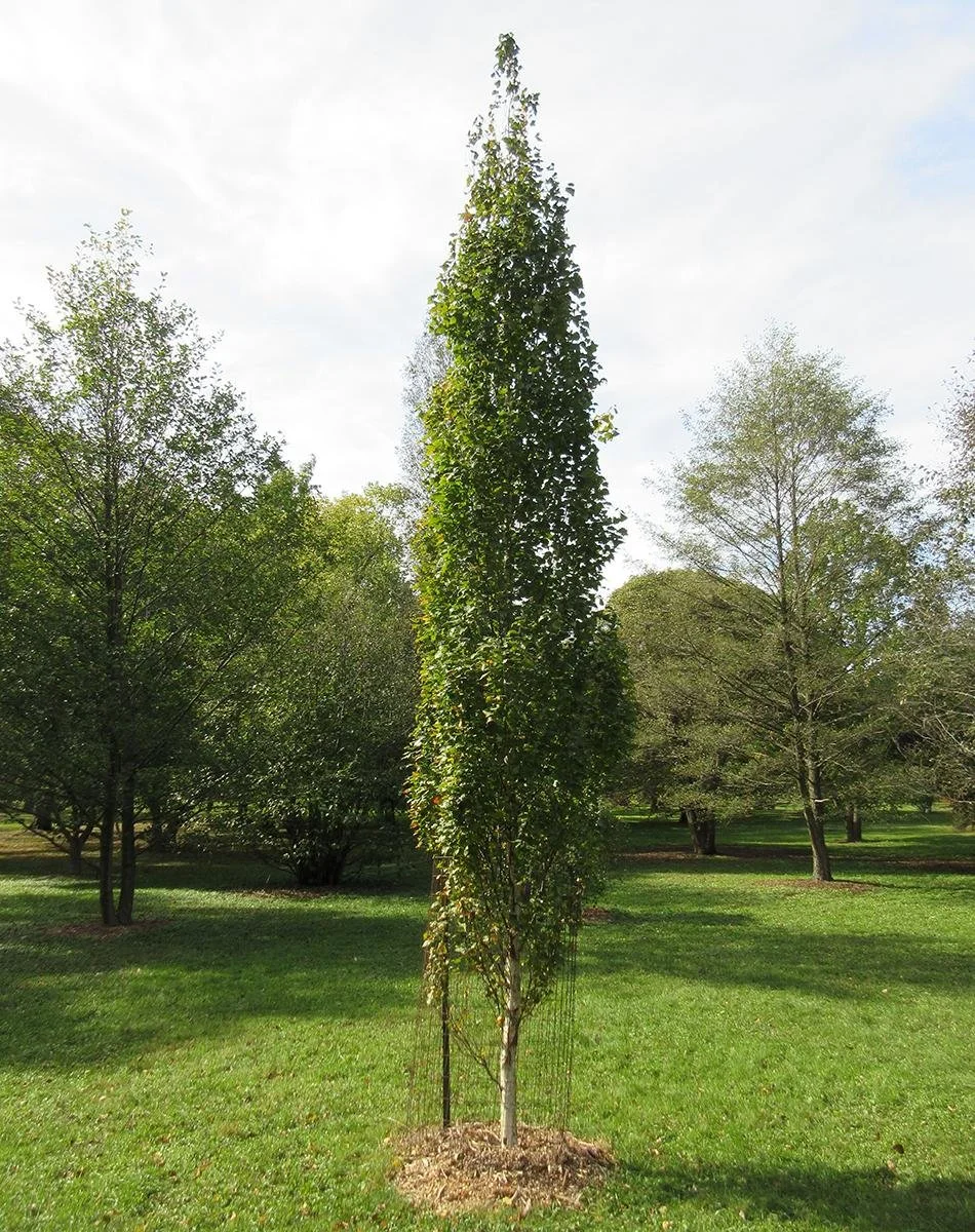 Parkland Pillar Birch 2.jpeg
