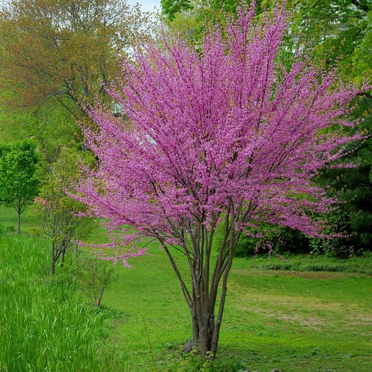 Canadian Redbud