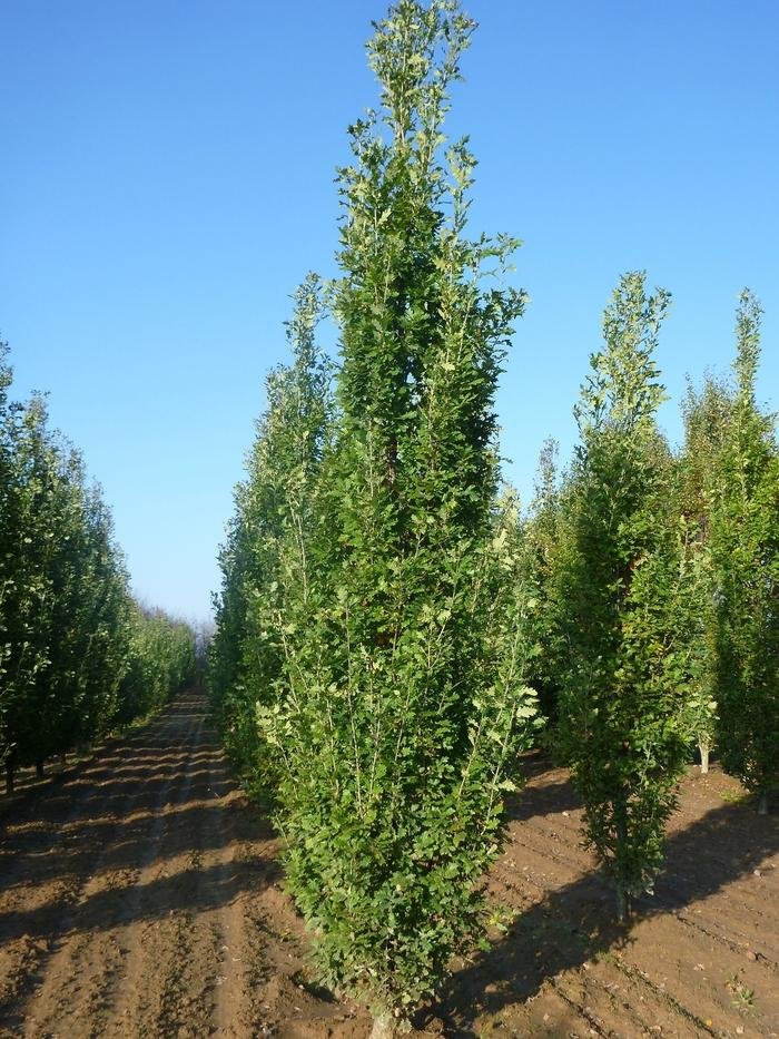 Pyramidal English Oak 2.jpeg