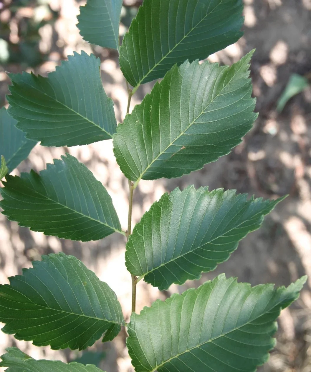 Valley Forge American Elm_3.jpg