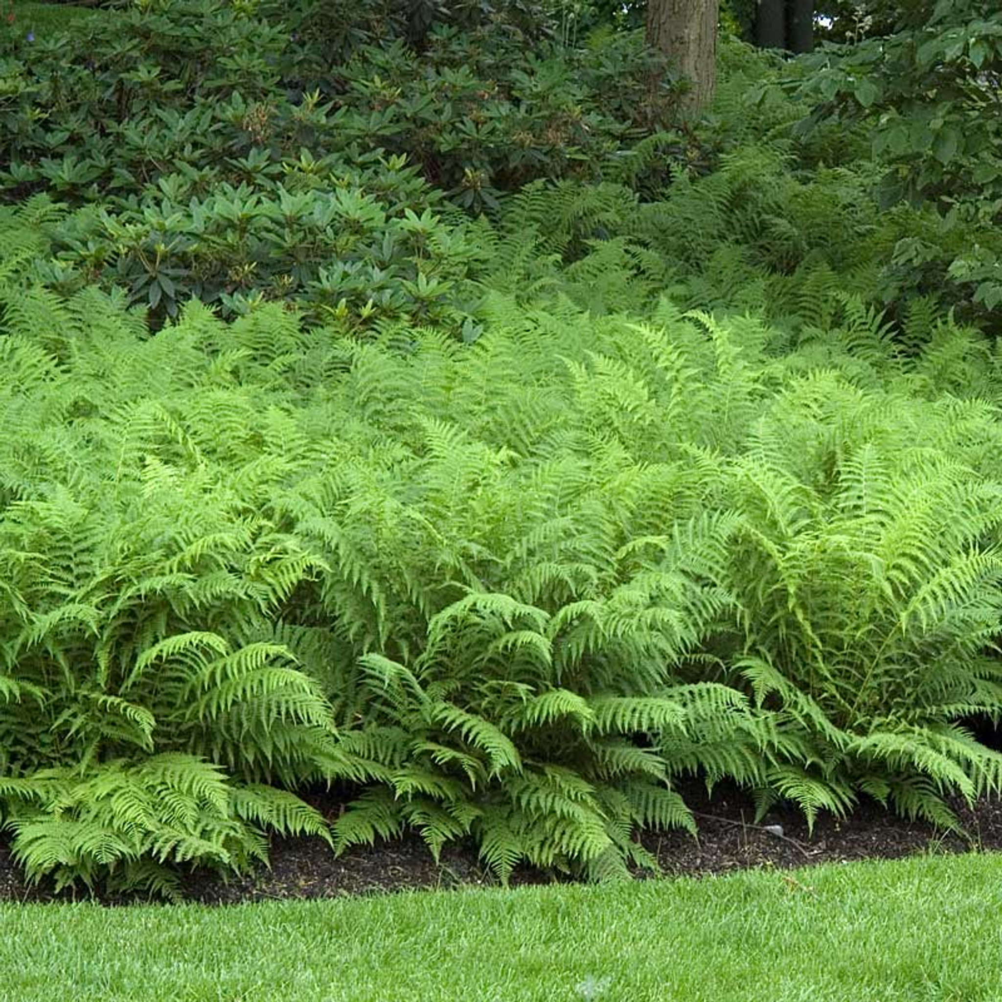 Ostrich Fern.png