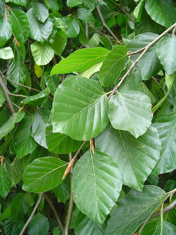 Weeping Beech_1.jpg