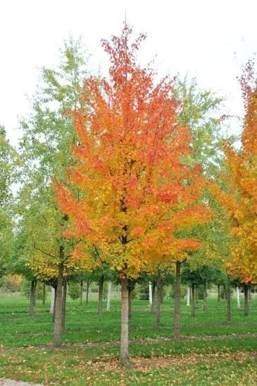 Sugar Maple