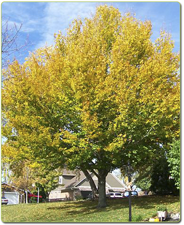 American Beech_2.png