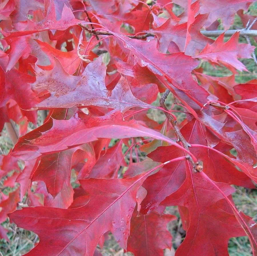 Scarlet Oak_1.jpeg