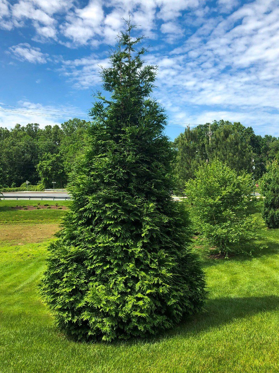 Emerald Green Giant Cedar.jpg