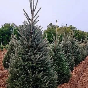 Montrose_Charm_White_Spruce_1.jpg