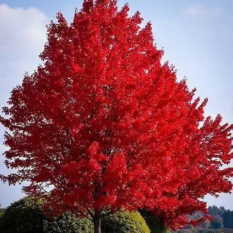 Scarlet_Maple_1.jpeg