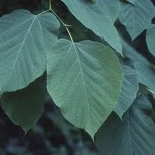 Basswood Linden_3.jpg