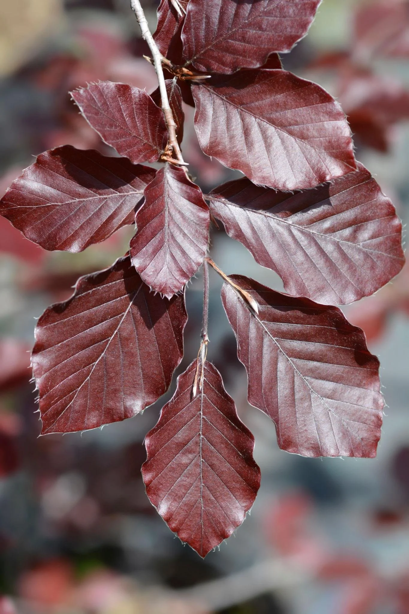 Dawyck Purple Beech.jpeg