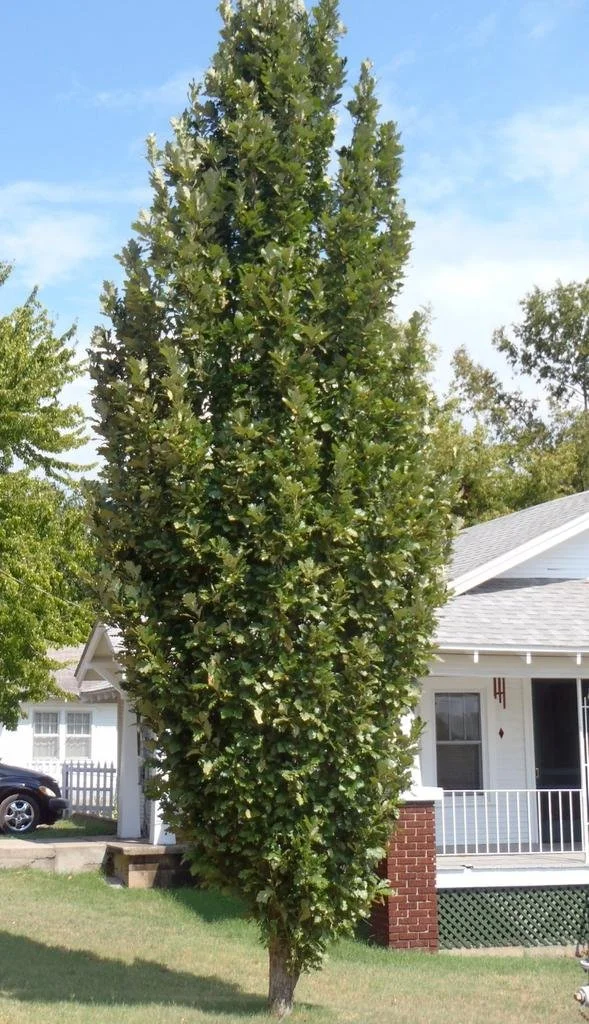 Pyramidal English Oak 1.jpeg