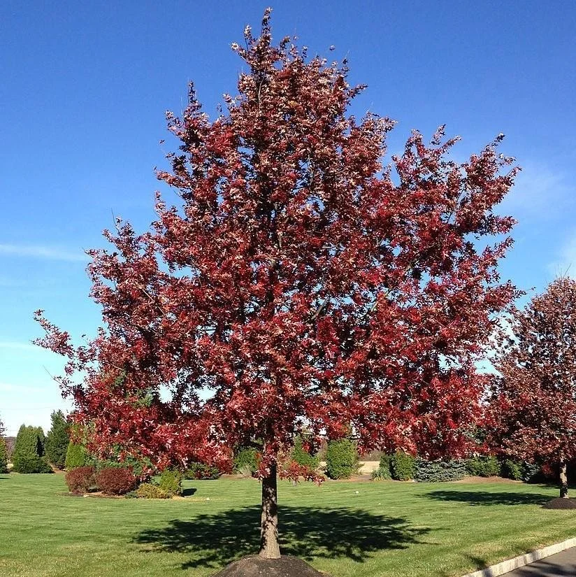 Scarlet Oak