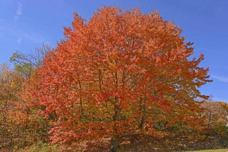 Sugar Maple_3.jpeg