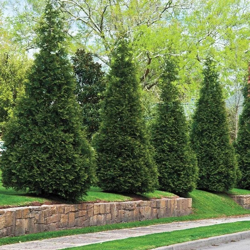 Pyramidal Cedar
