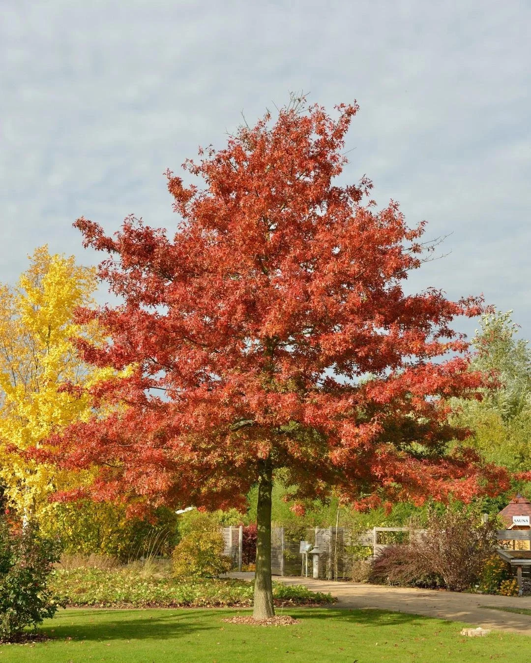 Scarlet Oak_7.jpeg