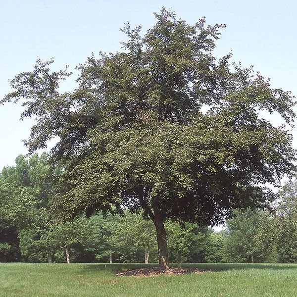 Profusion Crabapple