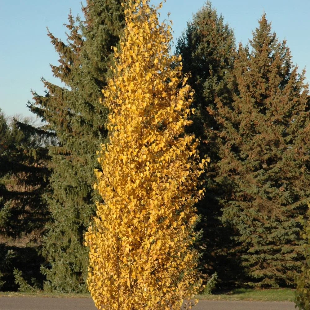 Parkland Pillar Birch.jpeg