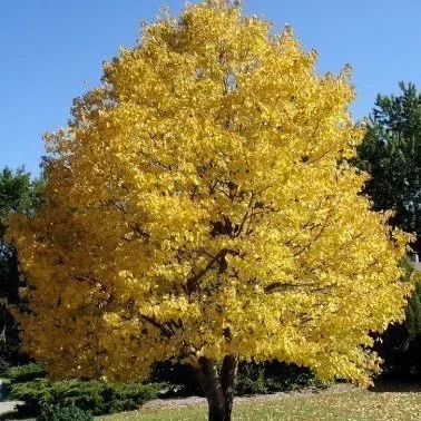 Little-leaved Linden_4.jpg