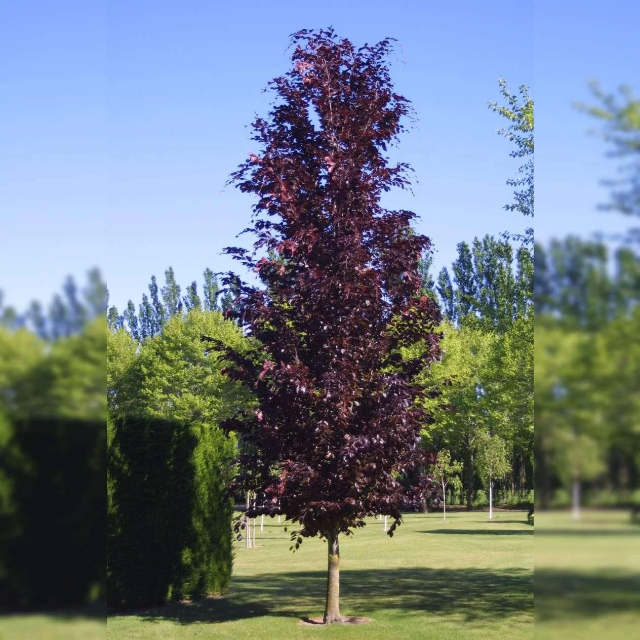 Dawyck Purple Beech