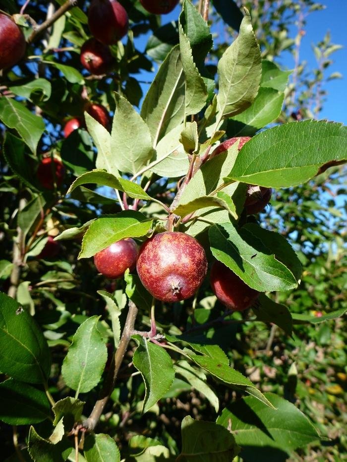 Rinki Crabapple_4.jpeg