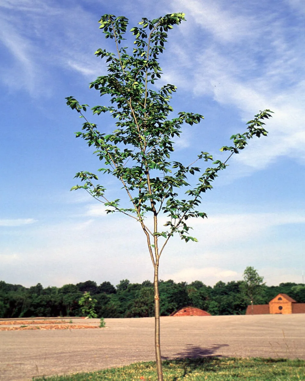 Valley Forge American Elm_2.jpeg