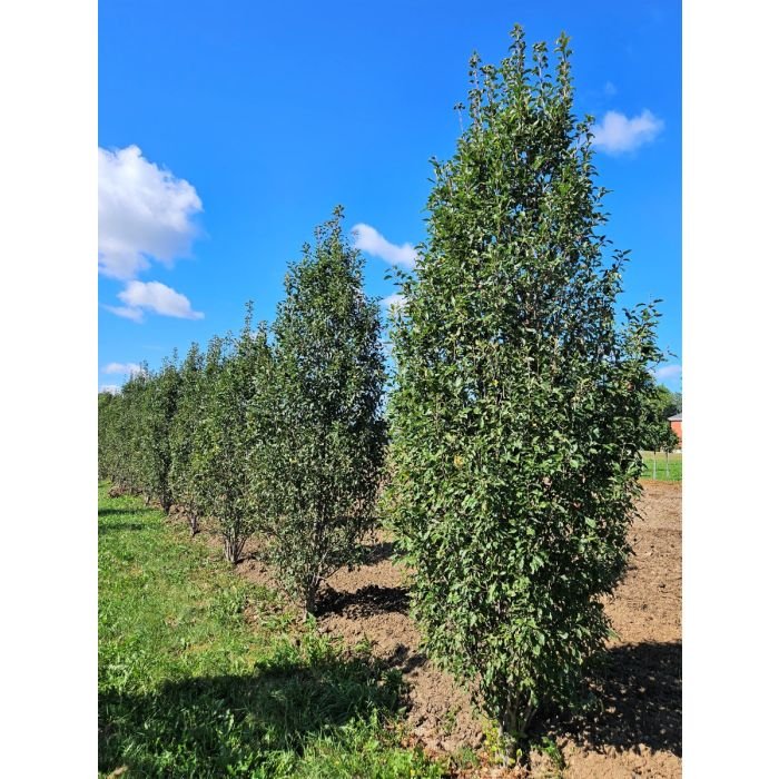 Rinki Crabapple