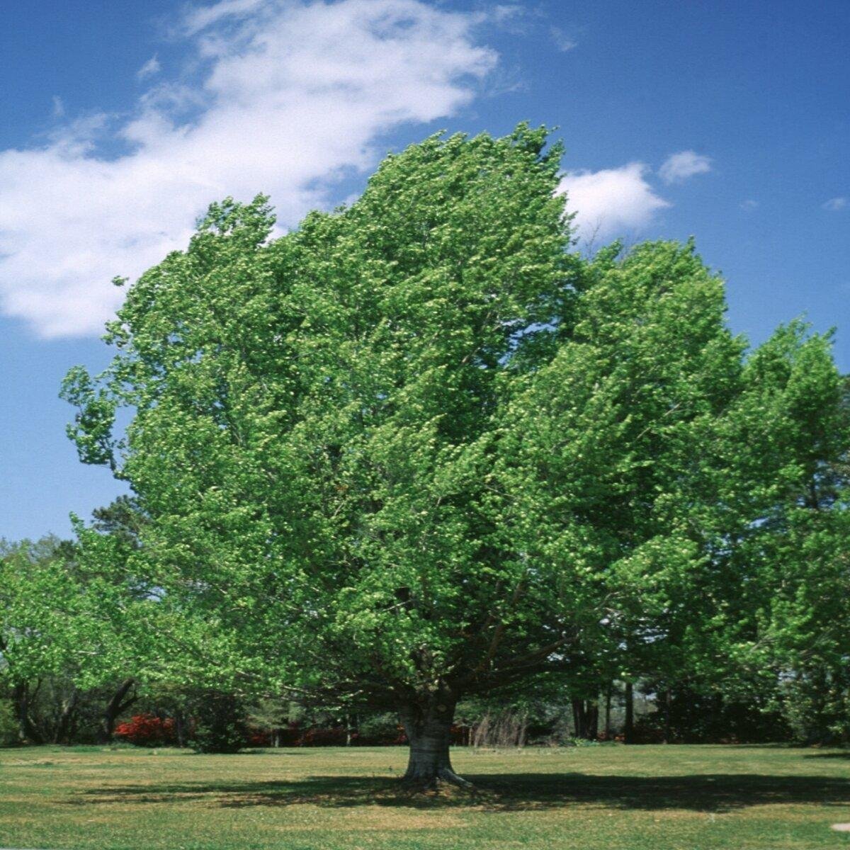 American Beech_3.jpeg