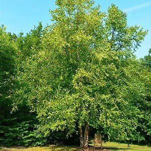 River_Birch_Tree_2.jpg