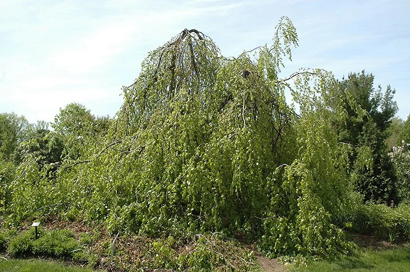 Weeping Beech_2.jpg