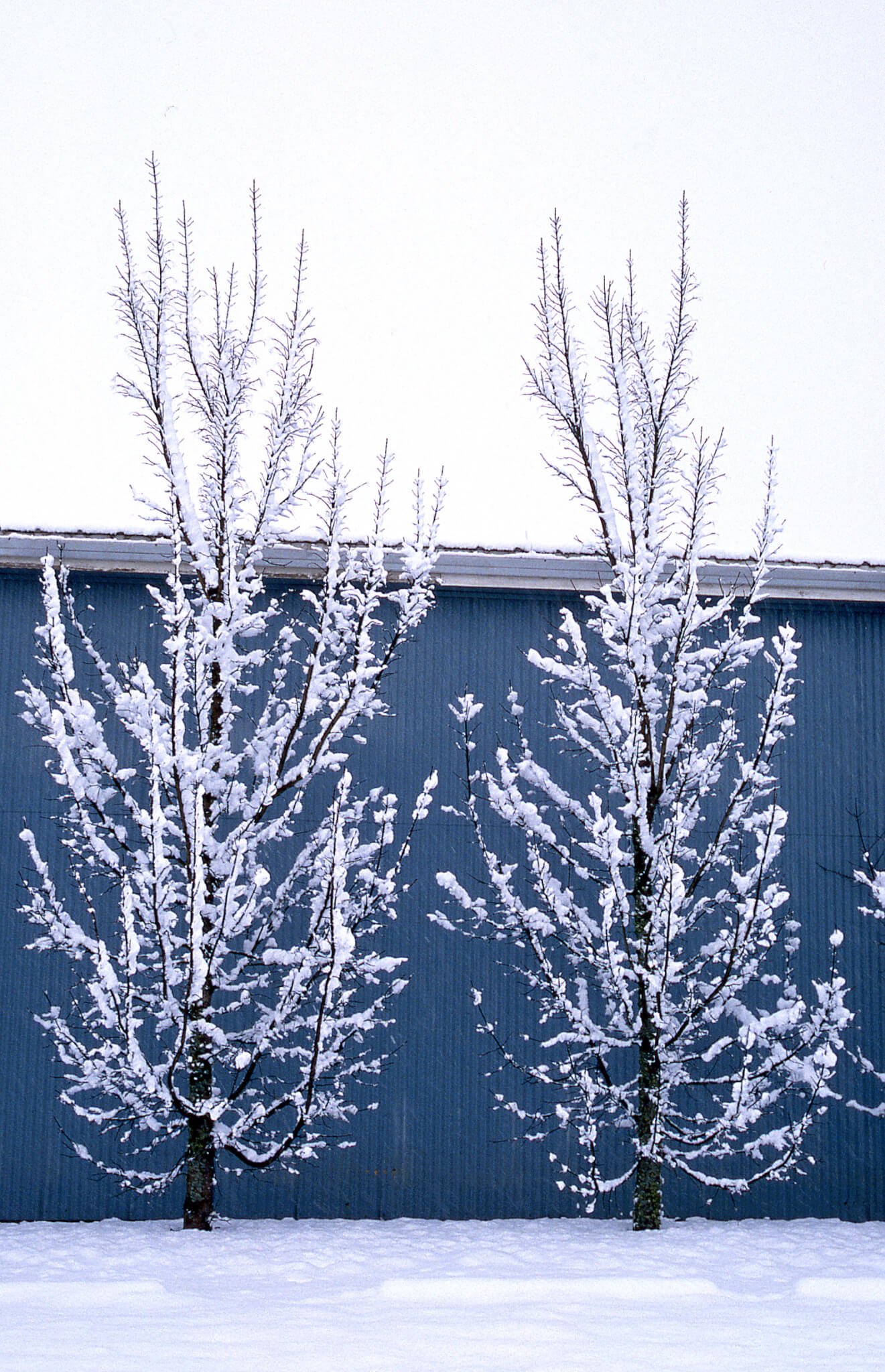 Columnar Maple Winter.jpg