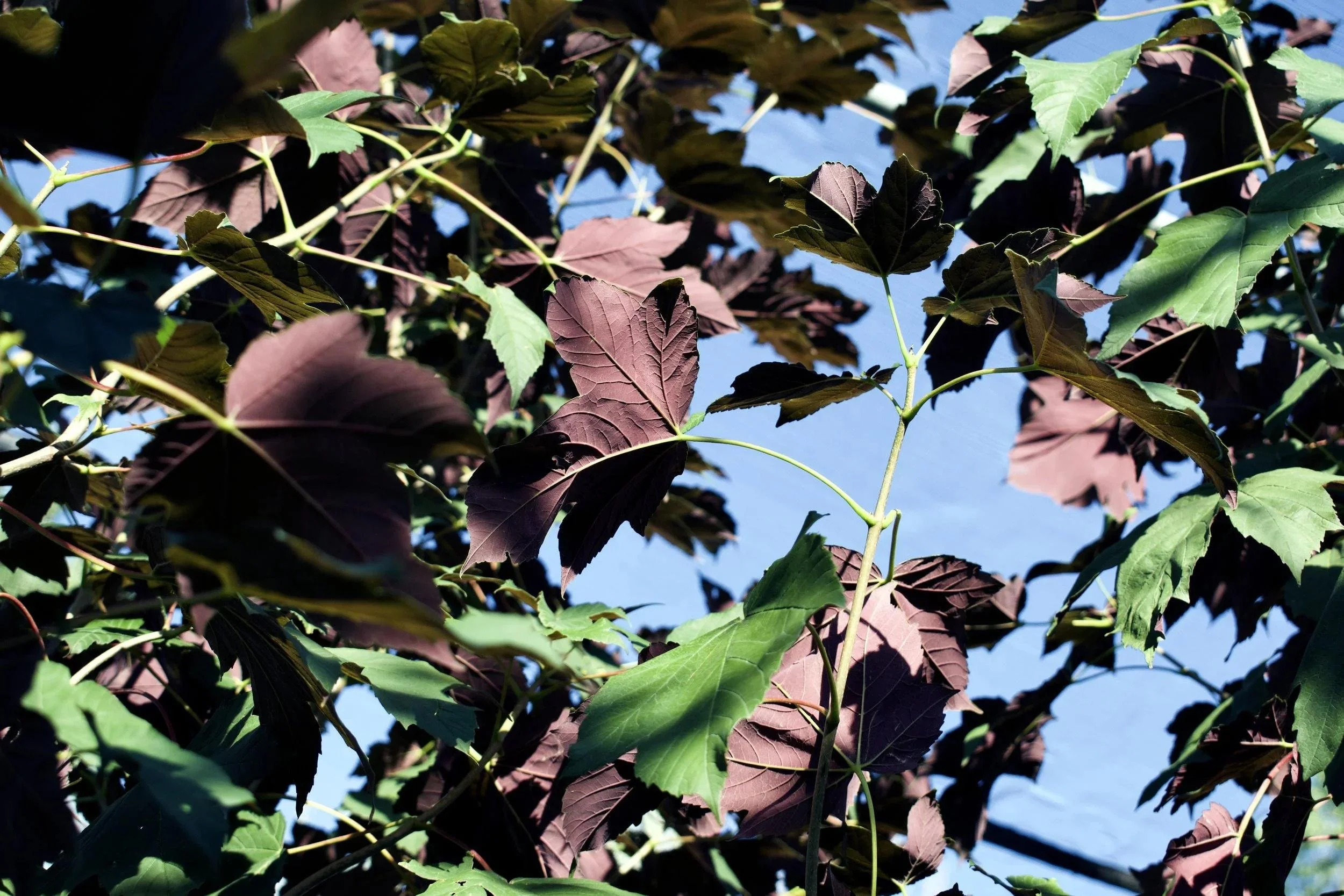 Regal Petticoat Maple 3.jpeg