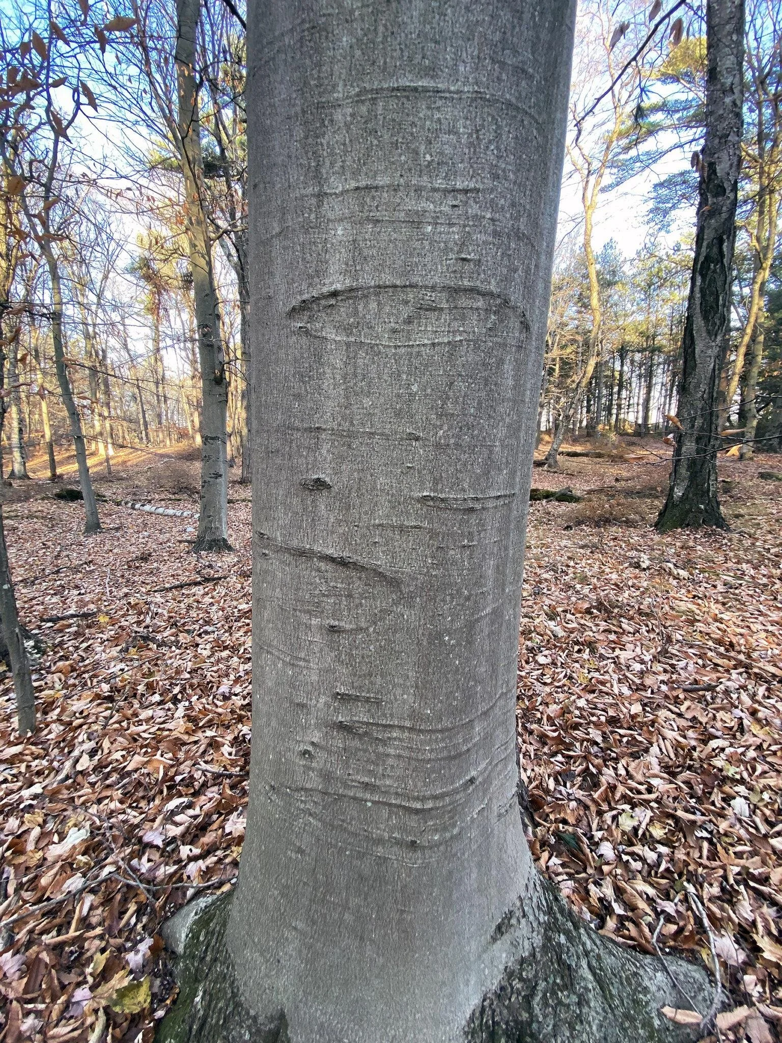 American Beech_4.jpeg