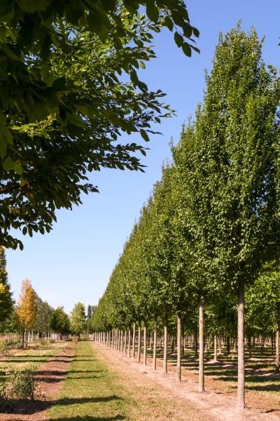 Lucas Pyramidal Hornbeam