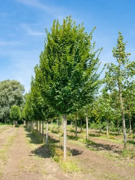 Lucas Pyramidal Hornbeam 3.jpeg