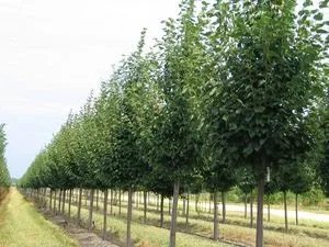 Little-leaved Linden