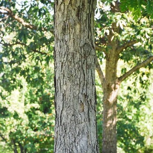 White Oak_1.jpeg
