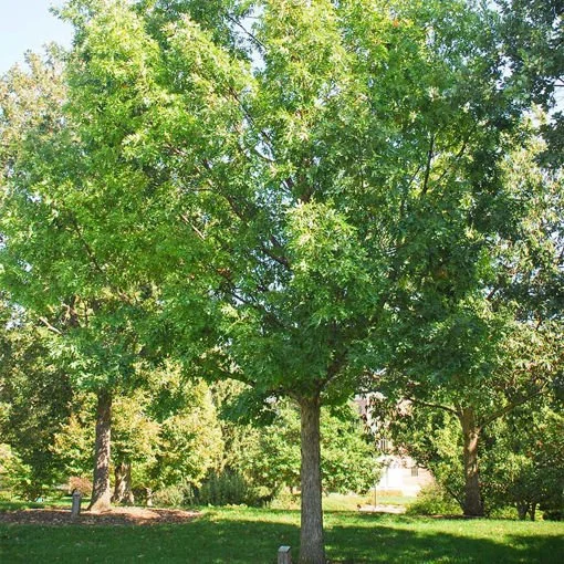 White Oak