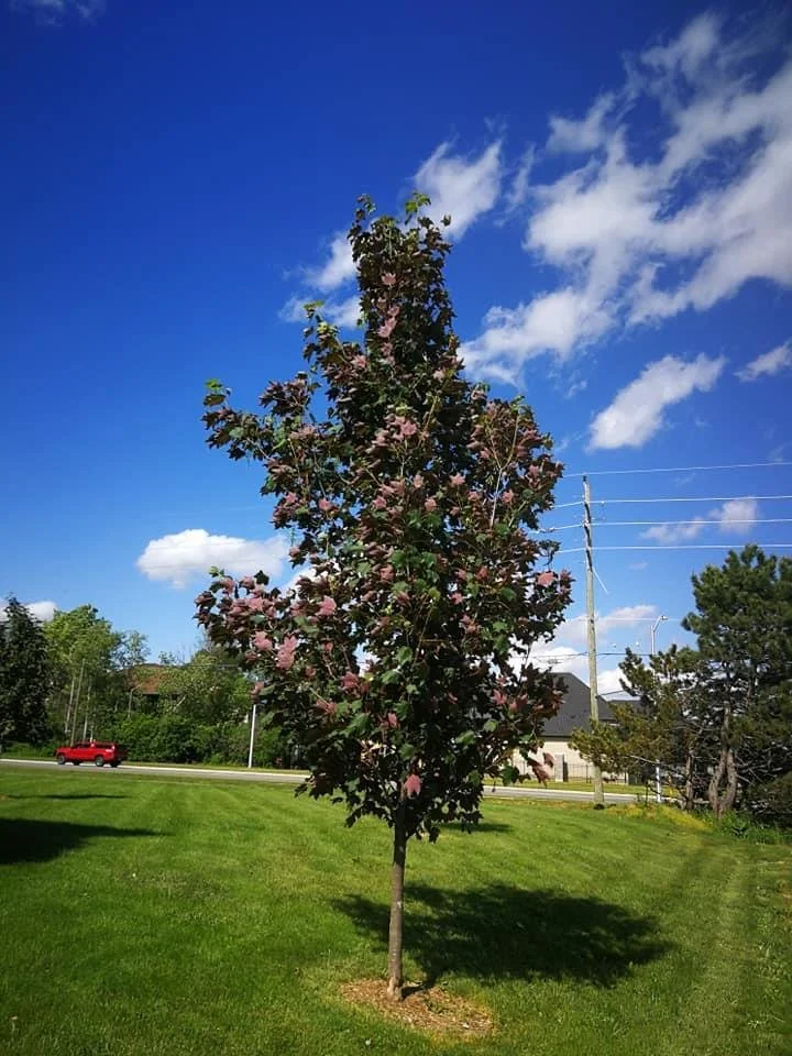 Regal Petticoat Maple 2.jpeg