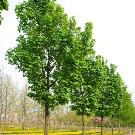 Columnar Maple