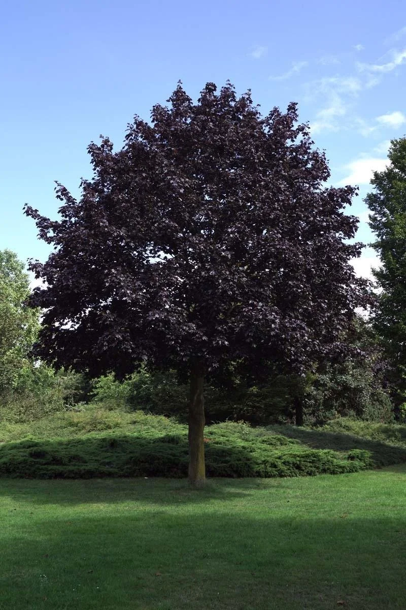 Royal Red Maple.jpeg