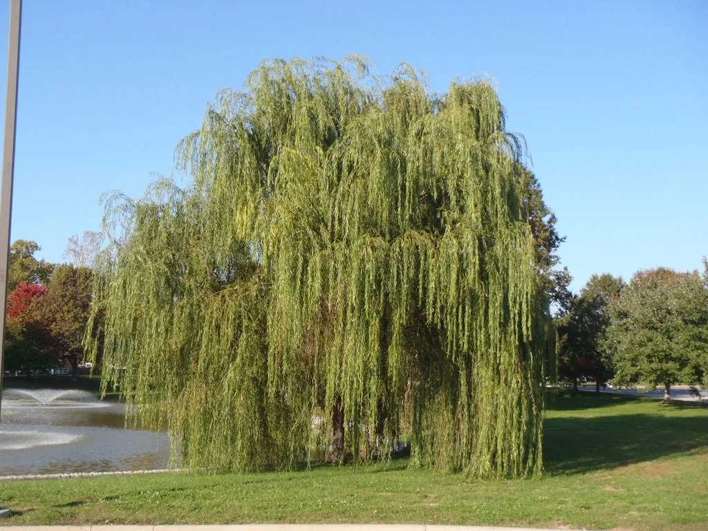 Golden Weeping Willow 2.jpeg