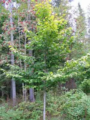 American Beech