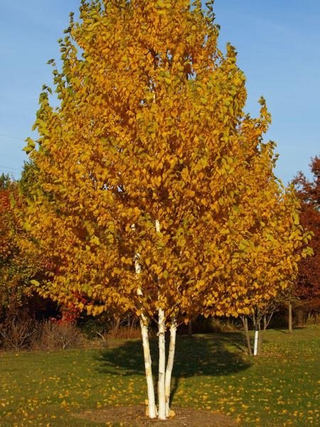 WWF Paper Birch Fall.jpg