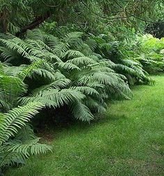 Ostrich Fern 1.jpg