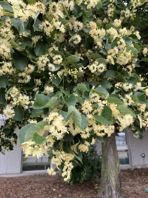 Basswood Linden_2.jpg